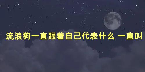 流浪狗一直跟着自己代表什么 一直叫